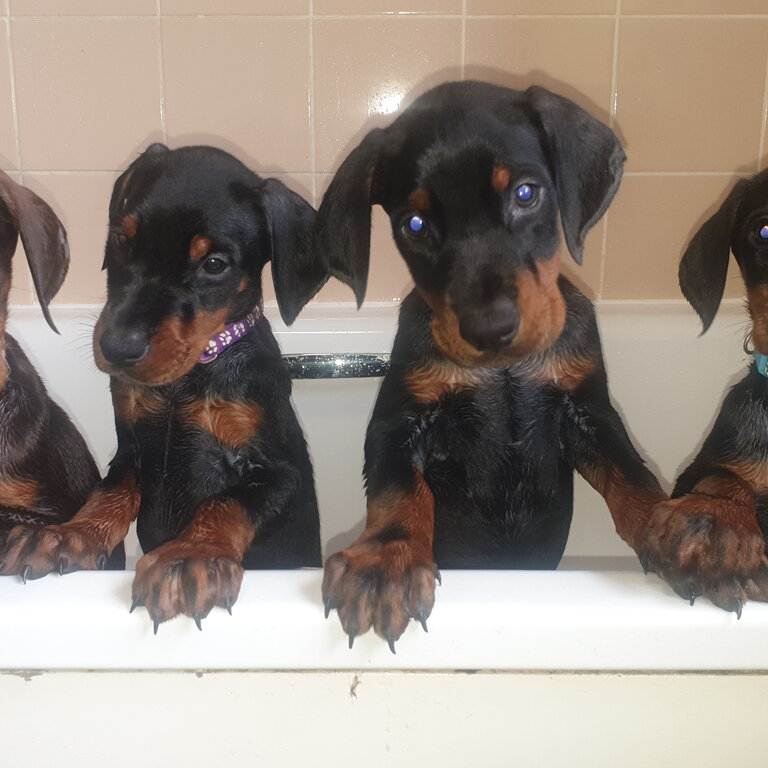 Cute Doberman Puppies 8 weeks old looking for new forever home