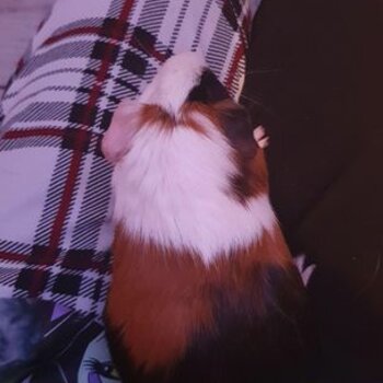 two bonded male guinea pigs 