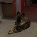 Female German Shepard -1