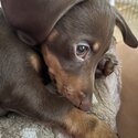 Miniature dachshund -2