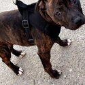 Staffordshire bull terrier ikc reg -1