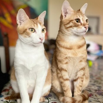 2 male kittens looking for a home together