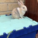 Free rabbits-3