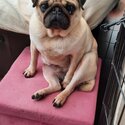 Male pug for sale-1