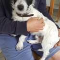 6 Yr old patterjack male dog needs new home-1