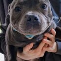 KC reg ENGLISH STAFFIE pupp(YOU MUST READ THIS AD)-0