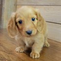 12 weeks old dachshund-2