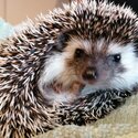 Pygmy Hedgehog-2