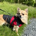 4 year old male chihuahua buster for a forever home-0