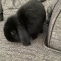 Black Mini Lop Male-4