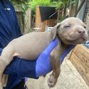 American Bully puppies in need of a home -5