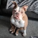 Bulldog in need of loving home-3