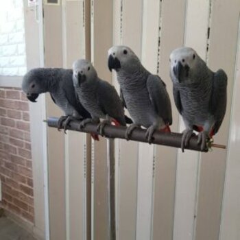 playful  african grey and macaw parrots 