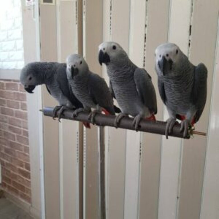 playful  african grey and macaw parrots 