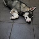 Siberian husky puppy -2