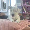 West highland Terrier-1