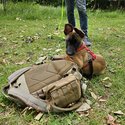 Belgian Malinois-4