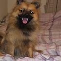 Male pomeranian -0