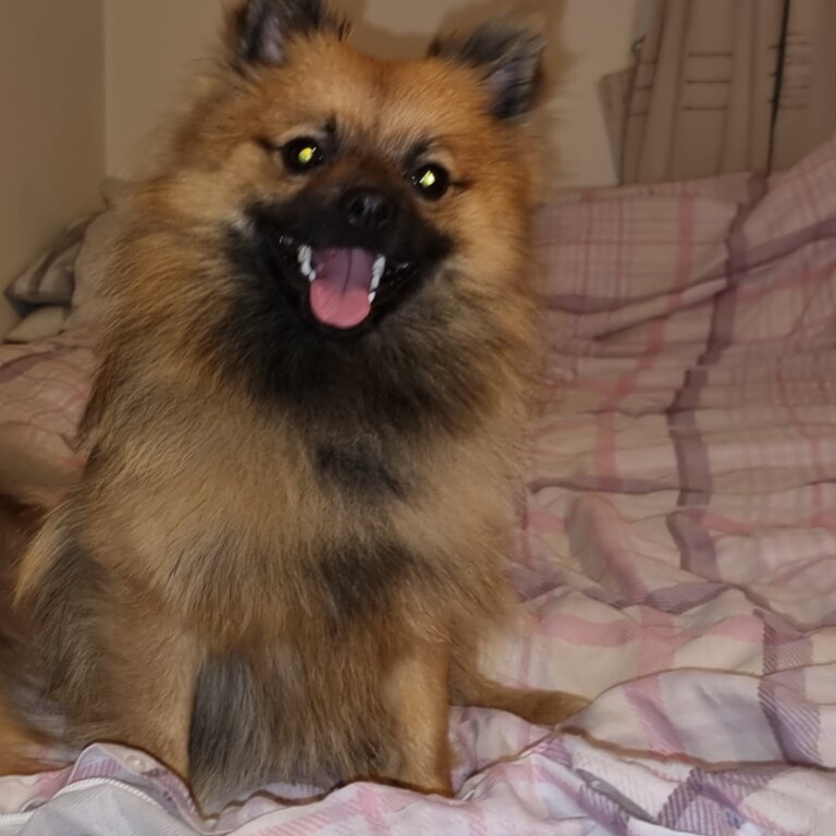 Male pomeranian 