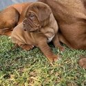 PURE BRED DOGUE DE BORDEAUX (FRENCH MASTIFF)EXPRESSION OF INTERESTS-0