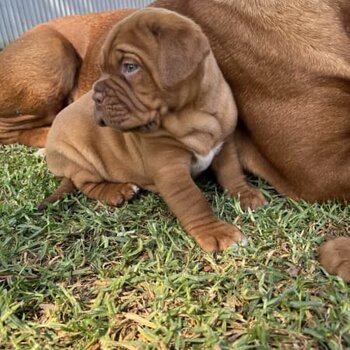 PURE BRED DOGUE DE BORDEAUX (FRENCH MASTIFF)EXPRESSION OF INTERESTS