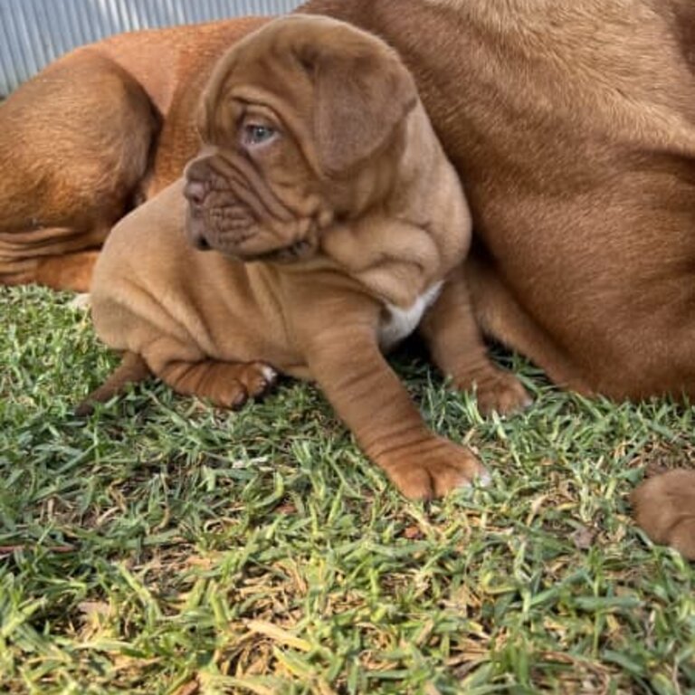 PURE BRED DOGUE DE BORDEAUX (FRENCH MASTIFF)EXPRESSION OF INTERESTS