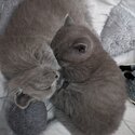 British Shorthair GCCF registered lilac kitten for sale -5