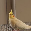 cute sticky cockatiel-3