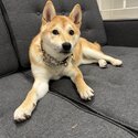 Young Shiba Inu-1