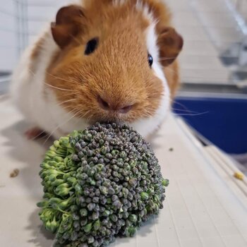 Guinea pig needs a new home 