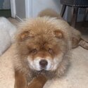 Chow chow boy for sale-0