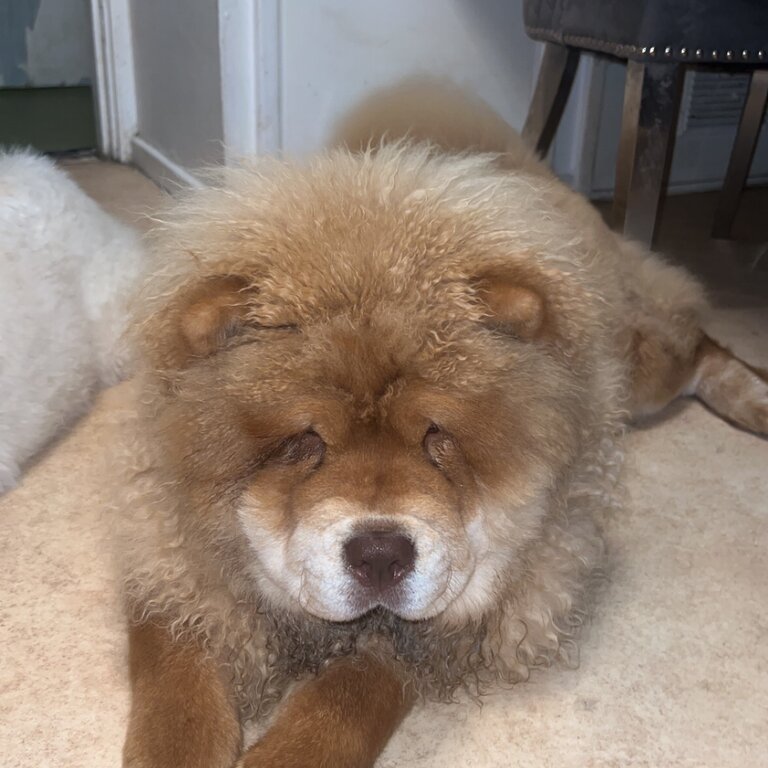 Chow chow boy for sale