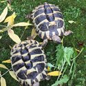 Herman tortoises-5