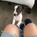 Female jack Russell puppy available -2