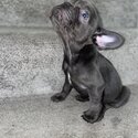 French Bulldog Puppies-2