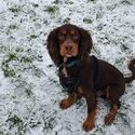 4 year old in tact male cocker spaniel-1