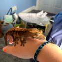 Crested gecko -4