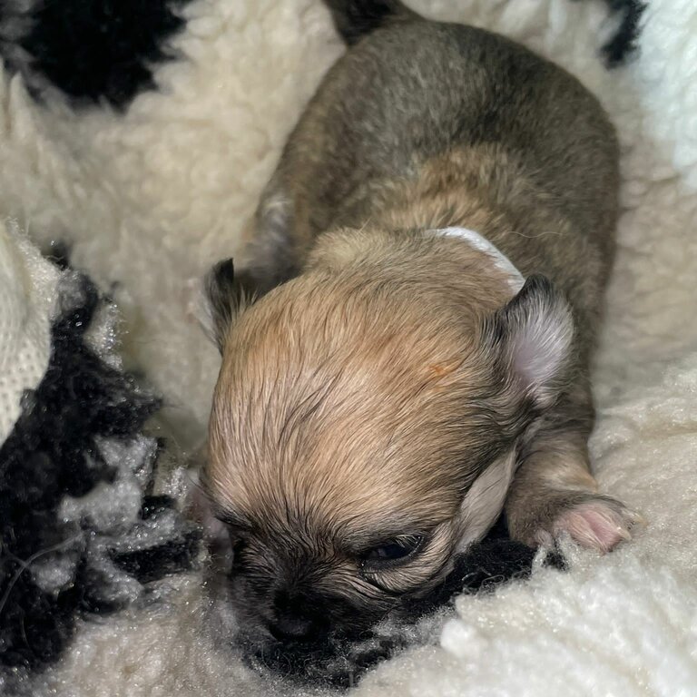 Chihuahua long haired puppy’s 