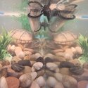 Urgent rehoming or 5 year old Musk turtle-2