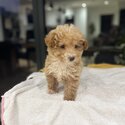 Toy poodle 10 weeks-2