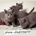 Russian blue kittens. Beauties of sable and lilac colors-0