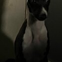 7 month old whippet -2