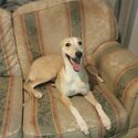 Female Saluki whippet greyhound -2