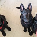 KC Registered German Shepherd Puppies -2