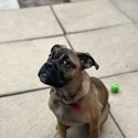 4 month old cane corso, english bulldog mixed-3