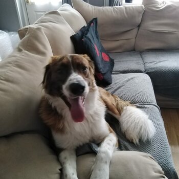 St Bernard x Australian Shepherd 