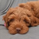 Fox Red Cockapoo Puppy-0