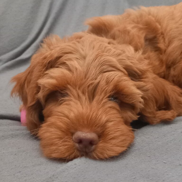 Fox Red Cockapoo Puppy