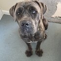 Grey cane corso-1