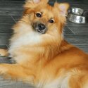 Miniature fox face pomeranians for sale -4